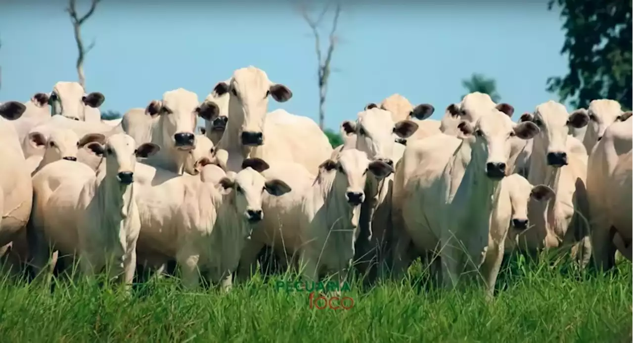 Cómo el consumo de carne en todo el mundo está acabando con el Amazonas