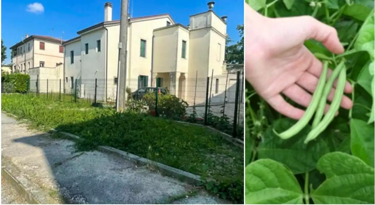 Ripulisce l’area verde dai rifiuti a Padova, poi pianta i fagioli: 118 euro di multa