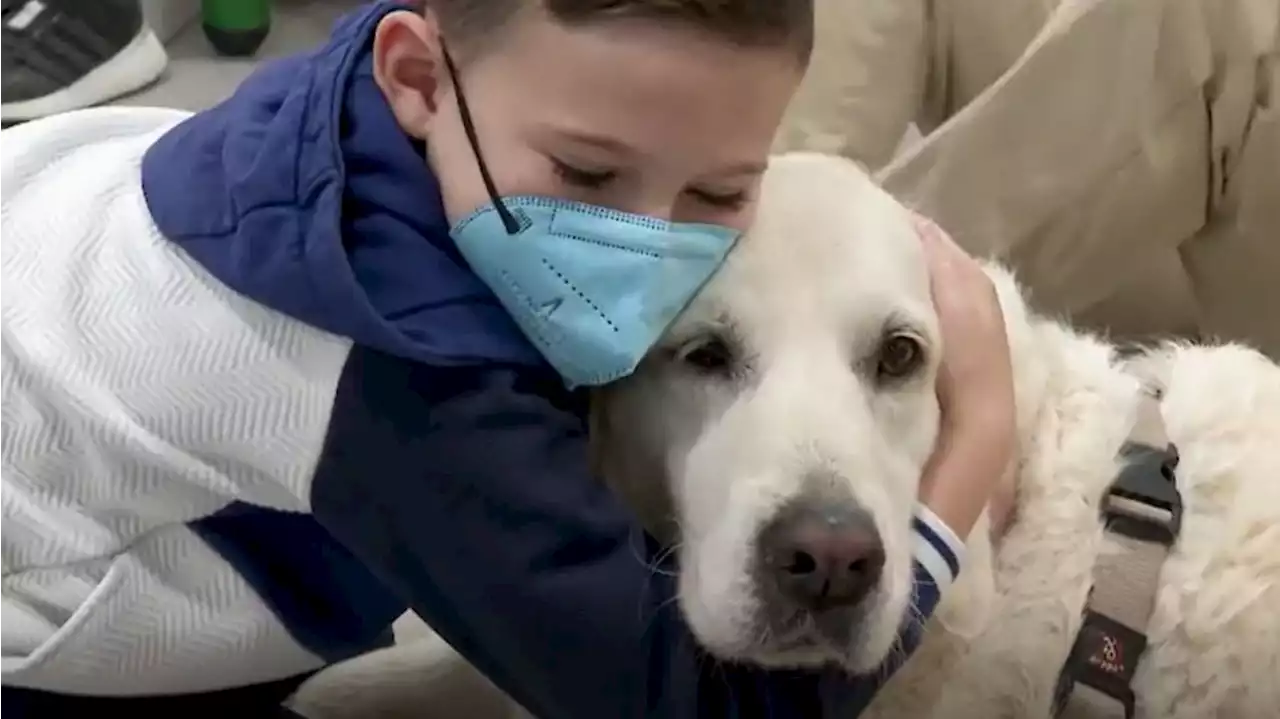 Los sorprendentes avances que aporta la compañía canina como terapia a los pacientes oncológicos