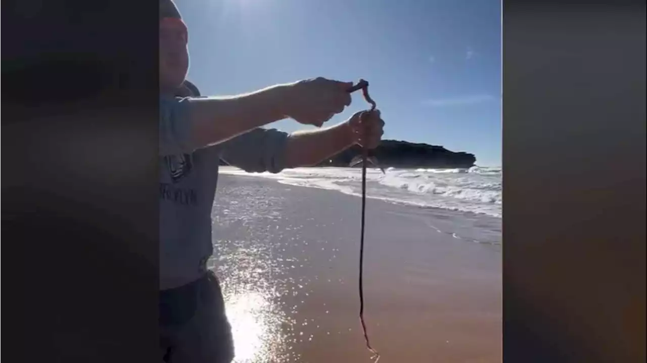 Muestra qué hay debajo de la arena del mar y causa el espanto en la Red