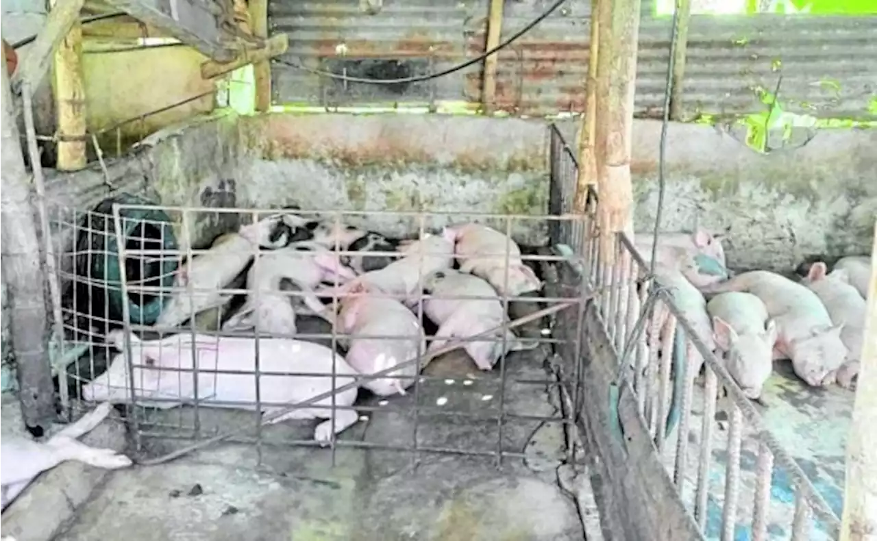 Negros Occidental loses P102.5 million to swine deaths