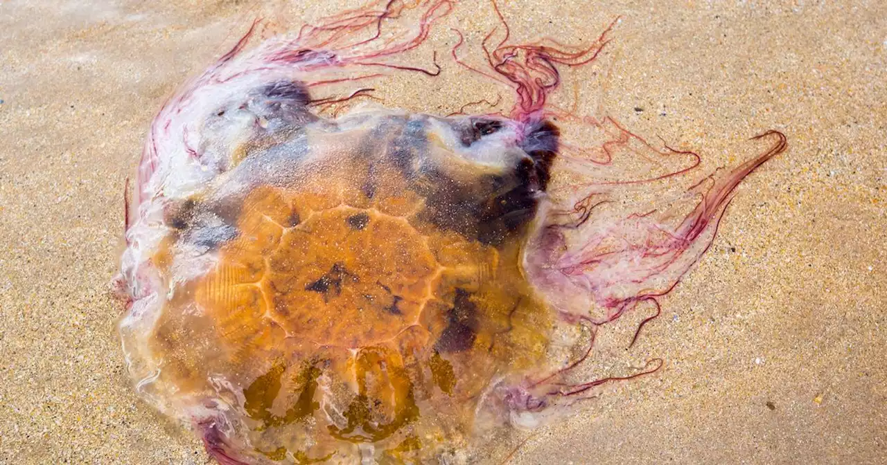 Warning over deadly Lion's Mane jellyfish as thousands flock to Irish beaches