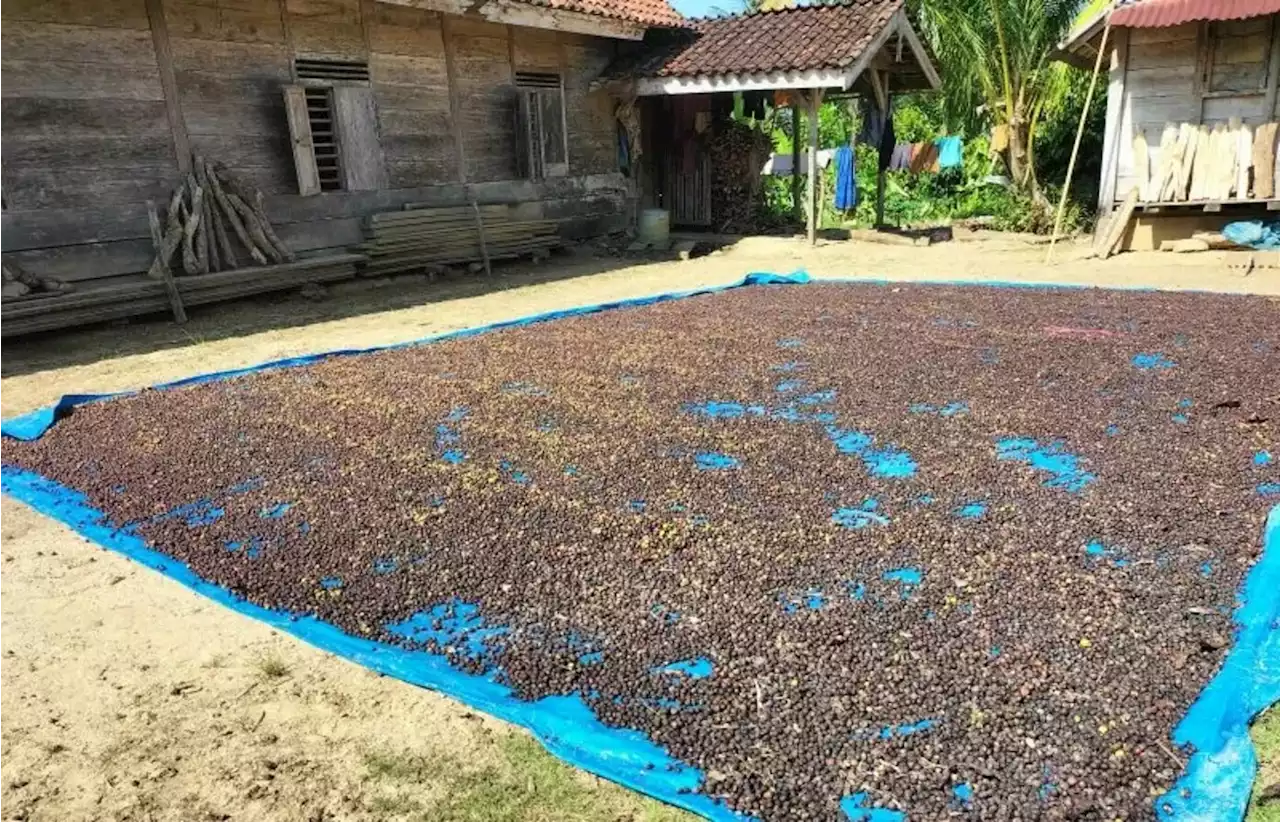 Harga Kopi Makin Melambung, Bahan Unggulan Rp 45 Ribu Mencapai