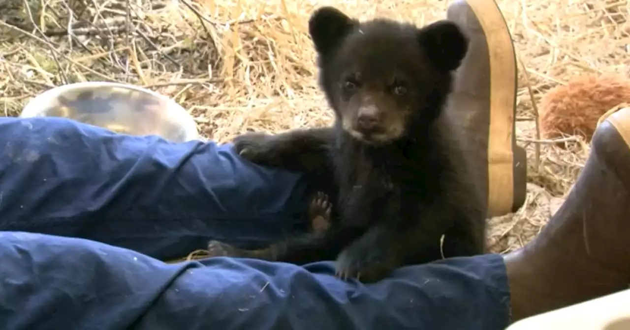 National Black Bear Day recognizes most common bear in North America