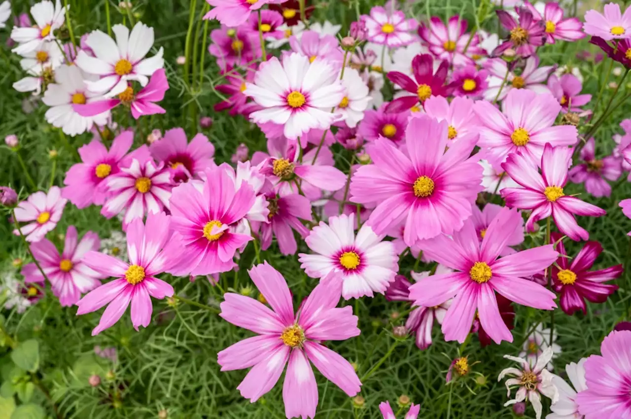 To combat garden pests, try planting these 3 beneficial botanical families