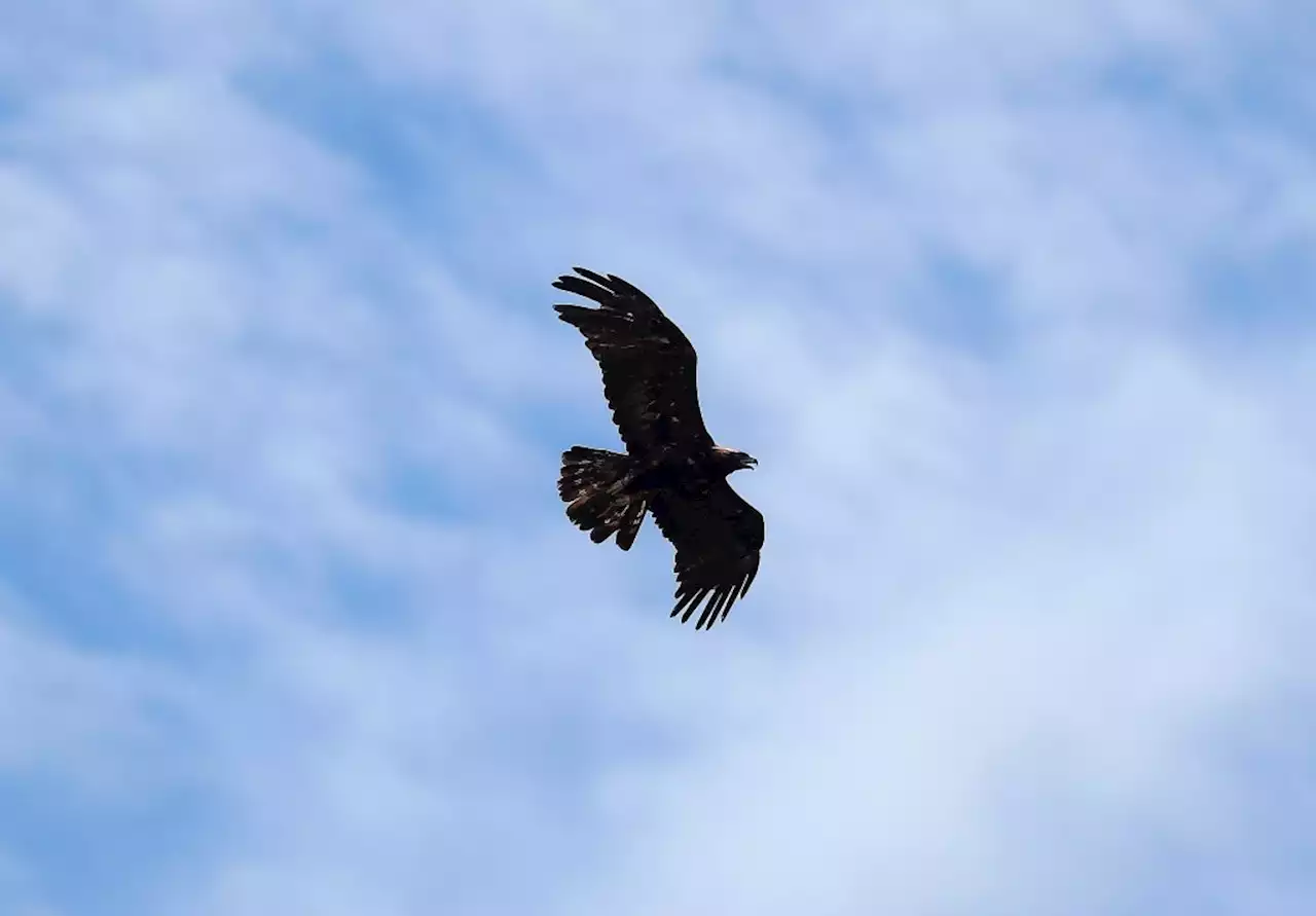 Golden eagle’s nest halts roadwork on Contra Costa County connector