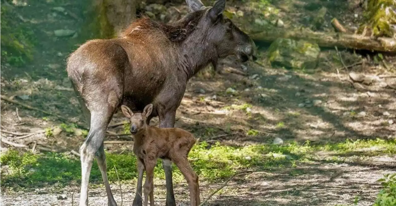 Zuckersüßer Nachwuchs im Bayerwald-Tierpark Lohberg: Erste Geburt von Elchkuh Sophie