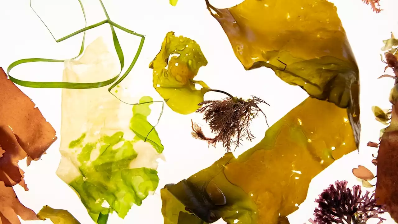 Could seaweed be the 'fastest and least expensive' tool to fight climate change?