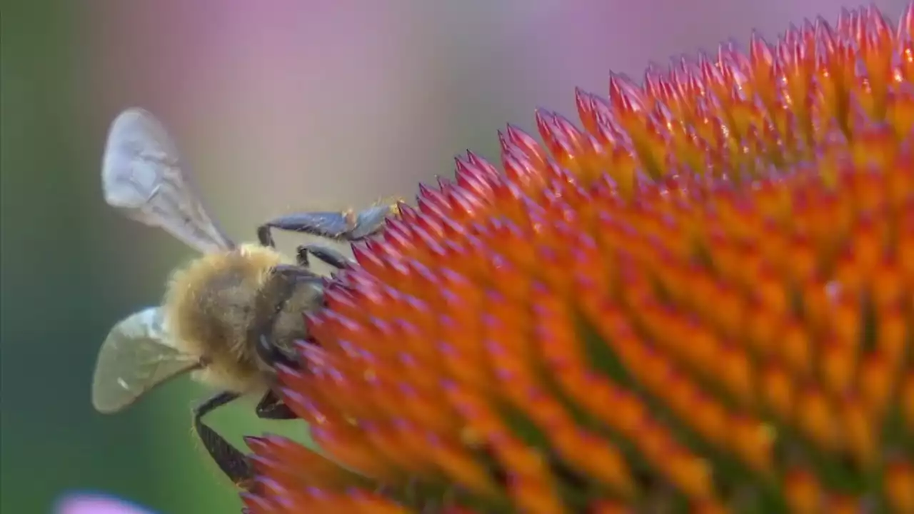 Buzzworthy: Honeybee Health Blooming at Federal Facilities Across the Country