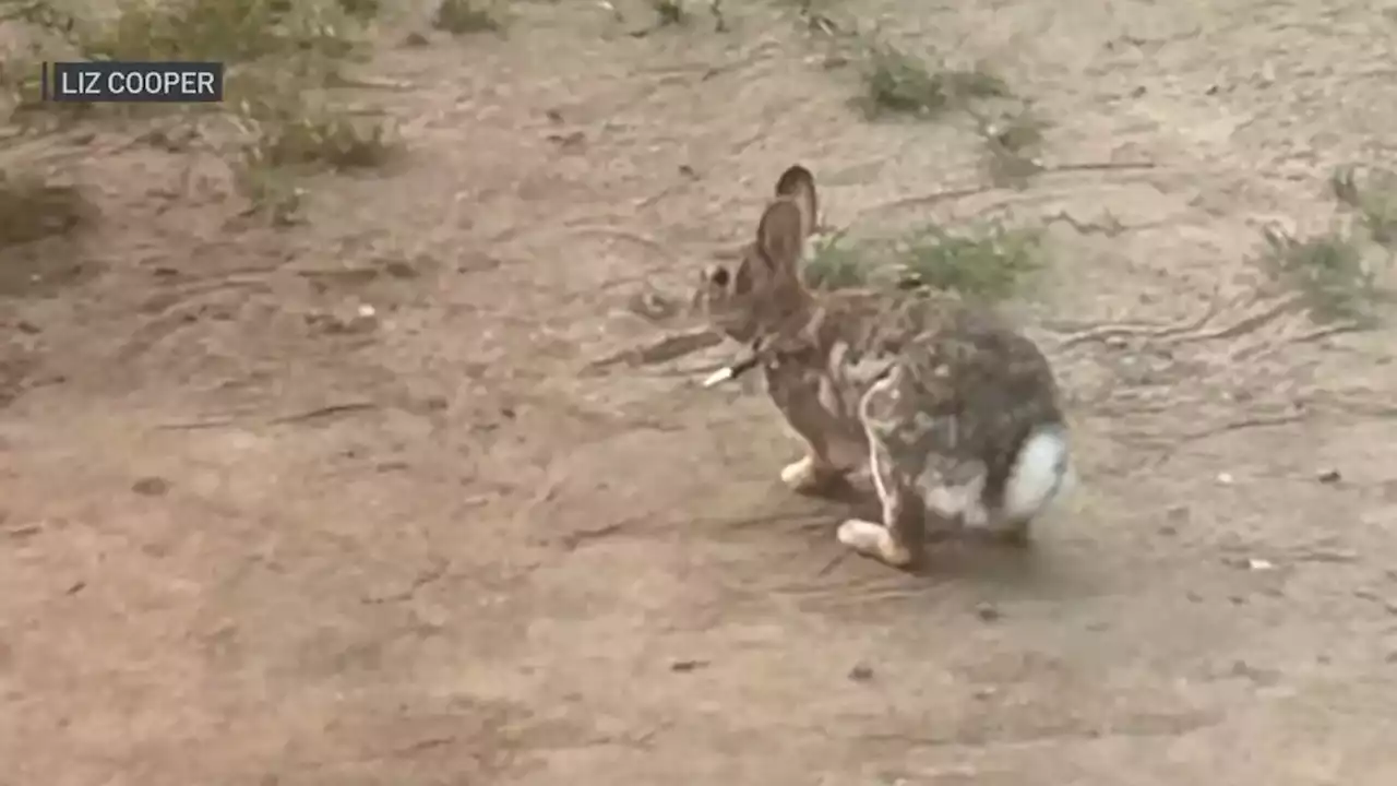 ‘One Animal Hurt Is Too Many': Rabbits Found Shot With Arrows in Needham