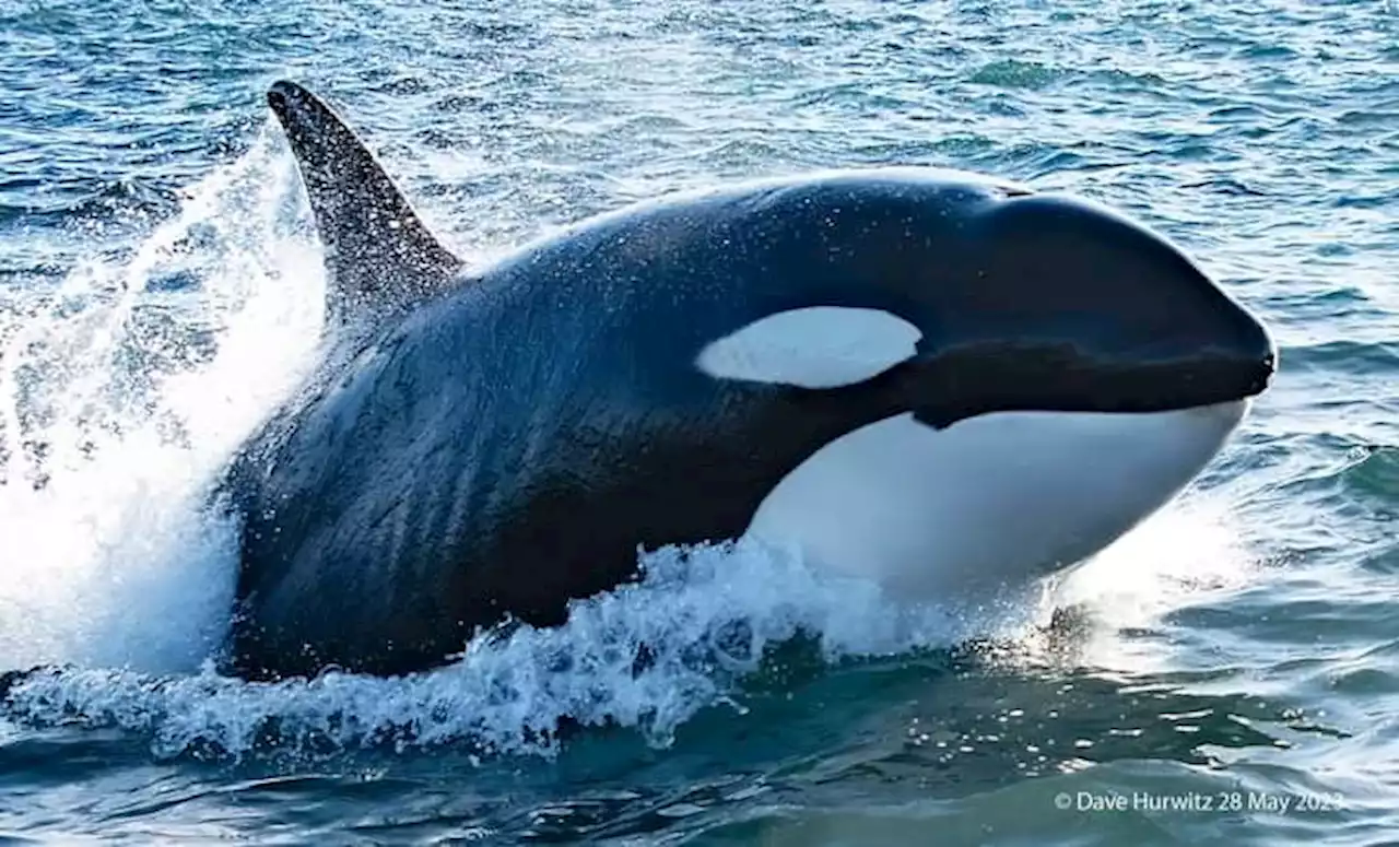 PICS | Whale of a time! Orcas frolic before preying on dolphin along Cape's False Bay | News24