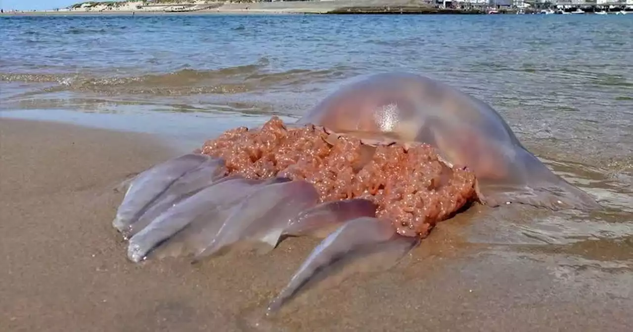 Giant jellyfish washes up on a popular beach in front of top resort