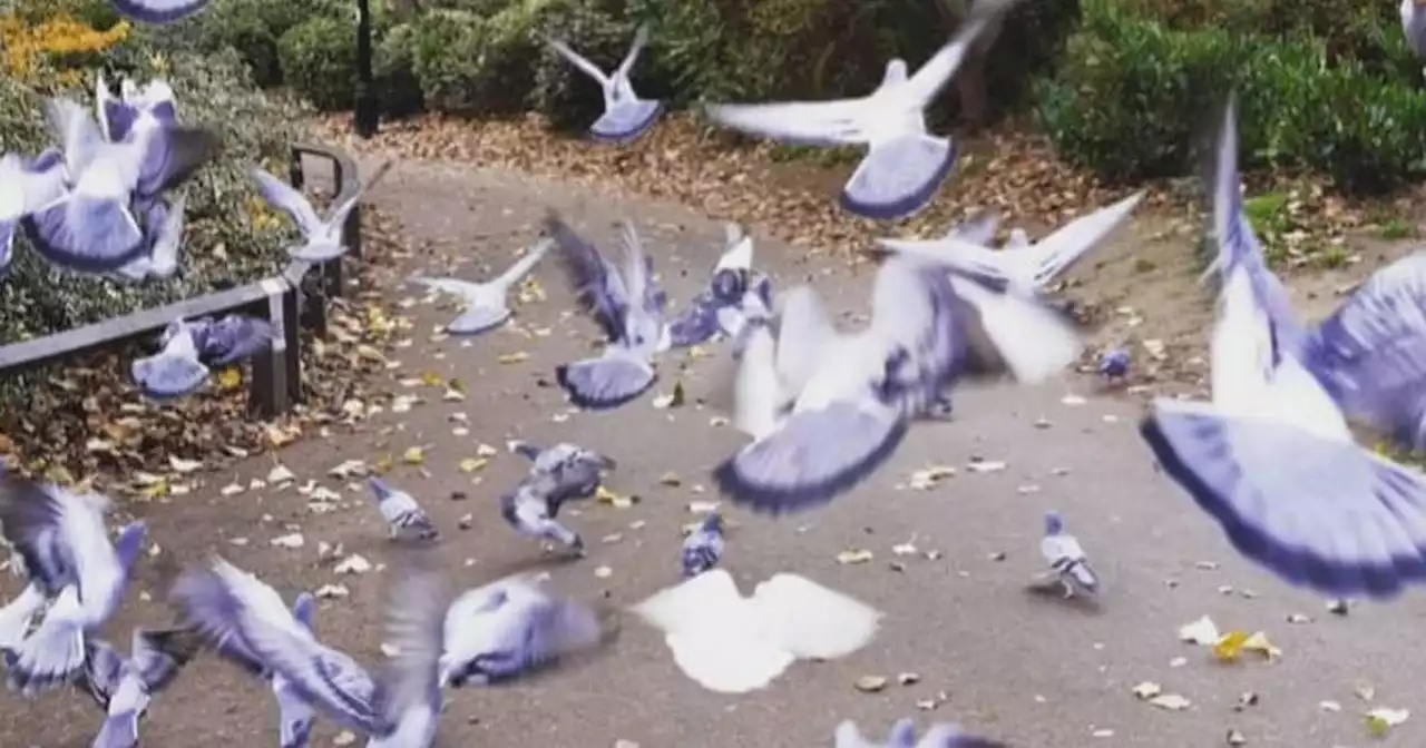 Letters: 'Pigeons ruined our day' in Nottinghamshire park