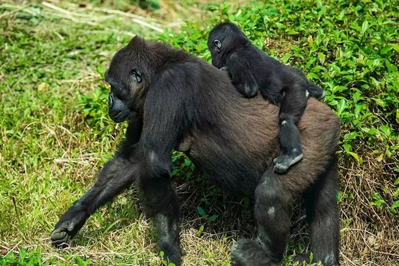 Bayi Gorila Calaya yang Terancam Punah Lahir di Kebun Binatang Nasional Washington