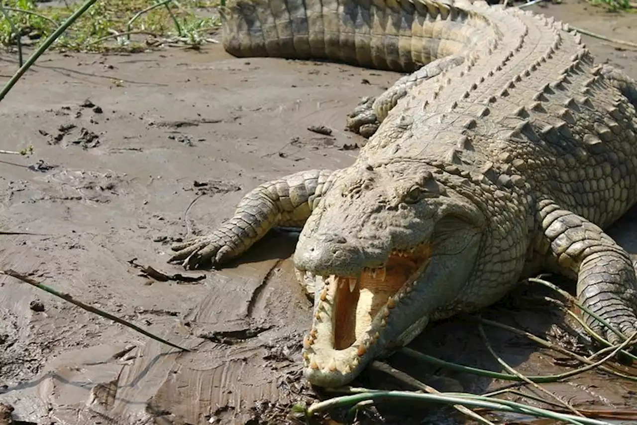 Sempat Terkam Seorang Pria, Buaya 3 Meter Ditangkap Warga Bukit Layang