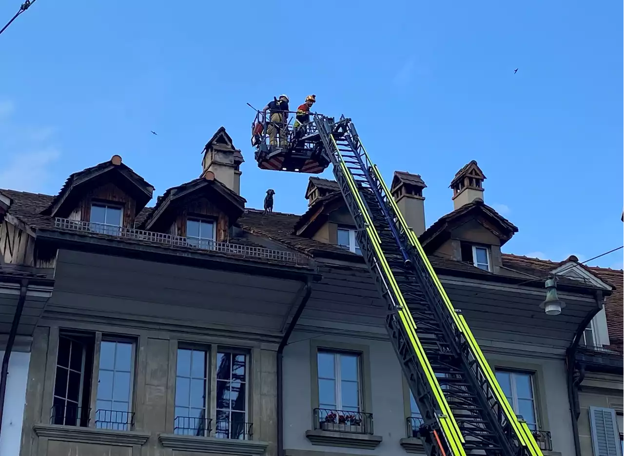 Bern BE: Labradorhündin vom Dach einer vierstöckigen Altstadtliegenschaft gerettet