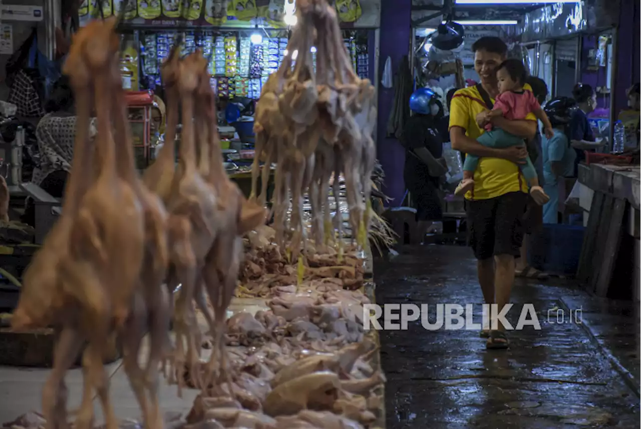 Daging Ayam Mulai Naik, Zulhas: Sudah Tiga Bulan Peternak Rugi |Republika Online