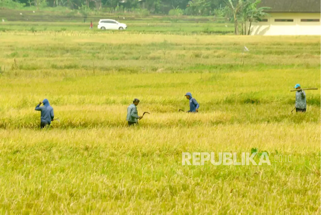 Diperkirakan Datang Juli, El Nino akan Berdampak pada Panen Padi |Republika Online