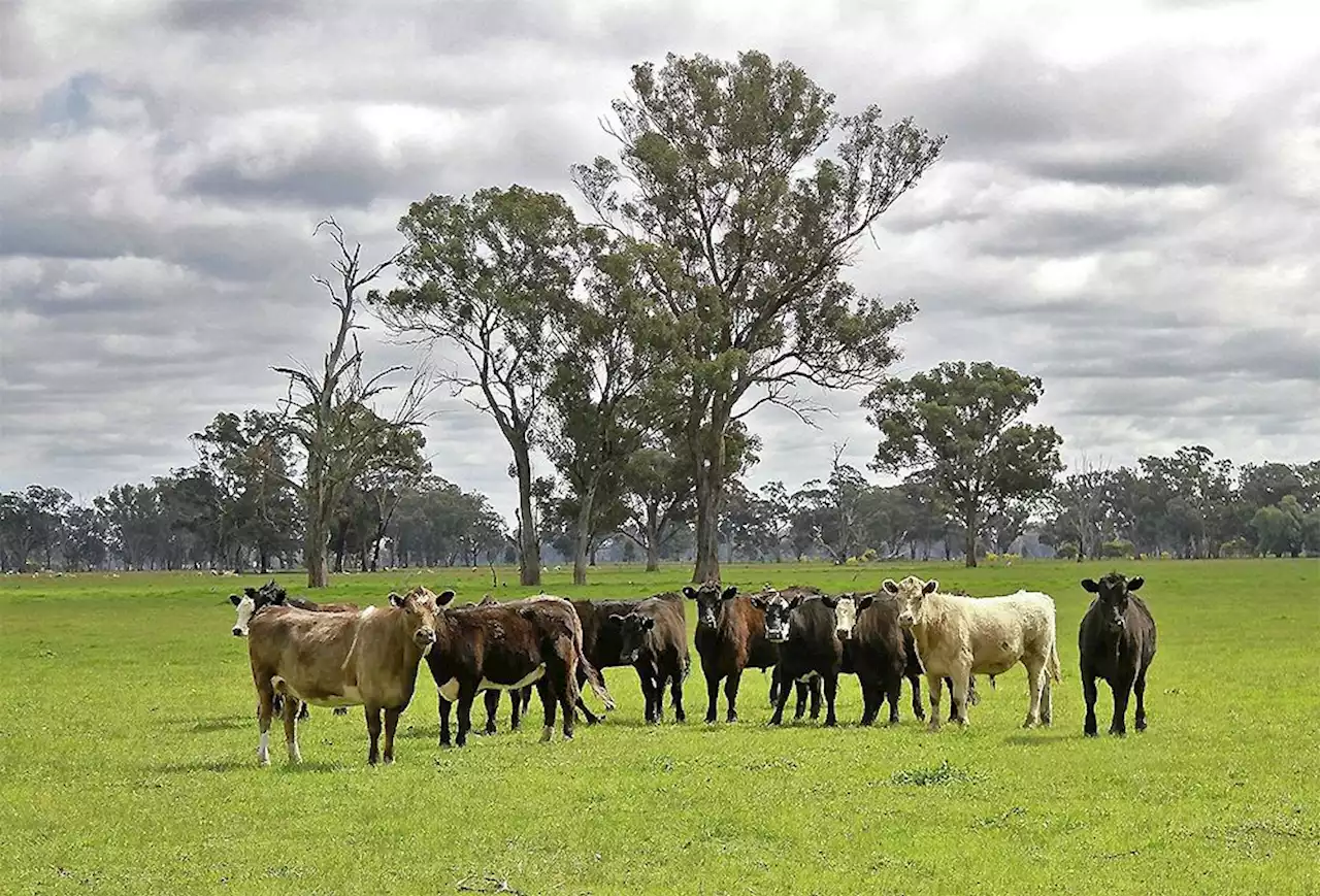 Gute Preise – Farmer stocken Bestände auf - Schweizer Bauer