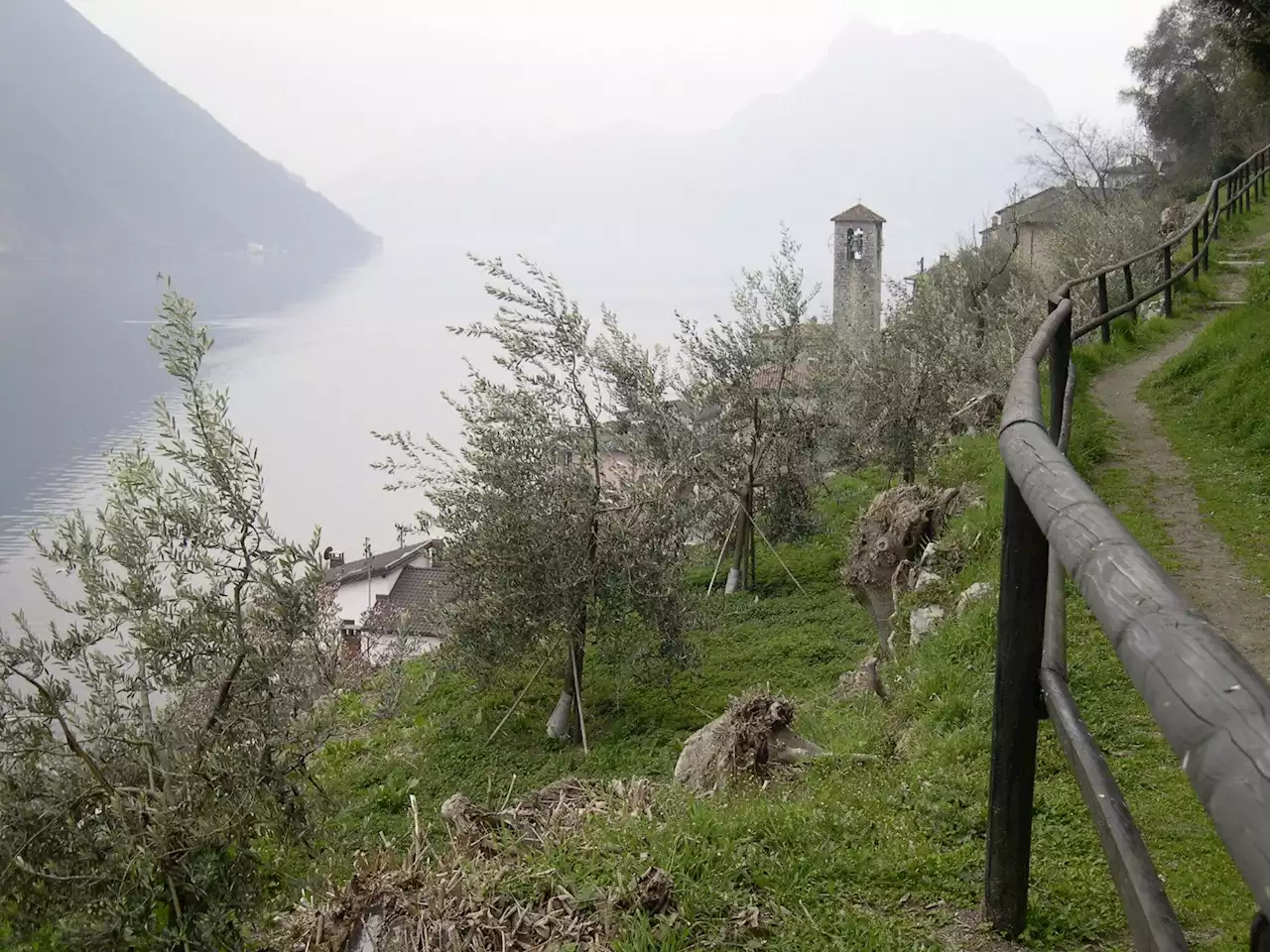 Luganersee: Problematisches Algenwachstum - Schweizer Bauer