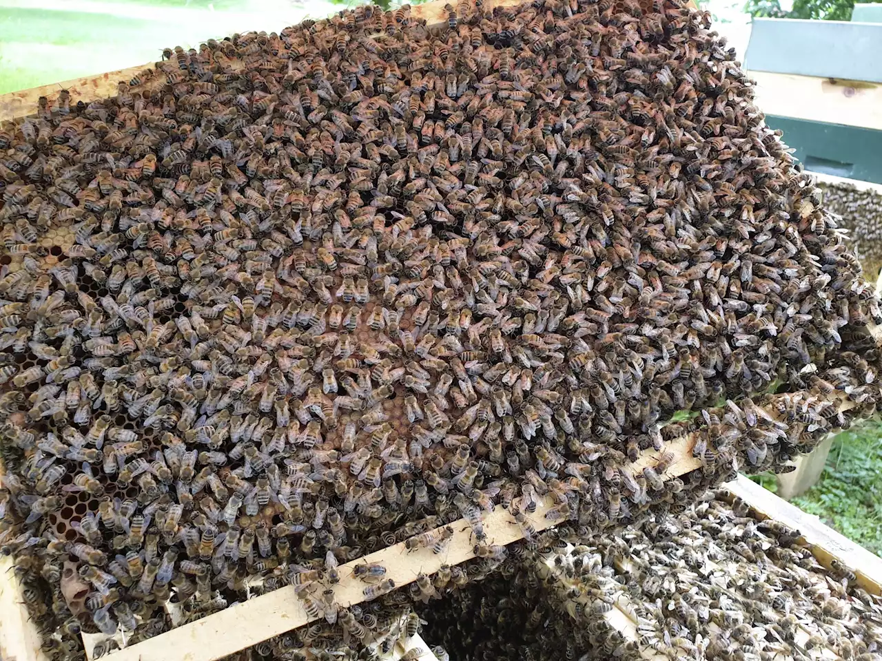 Positive Wende: Bienen haben Winter besser überstanden - Schweizer Bauer