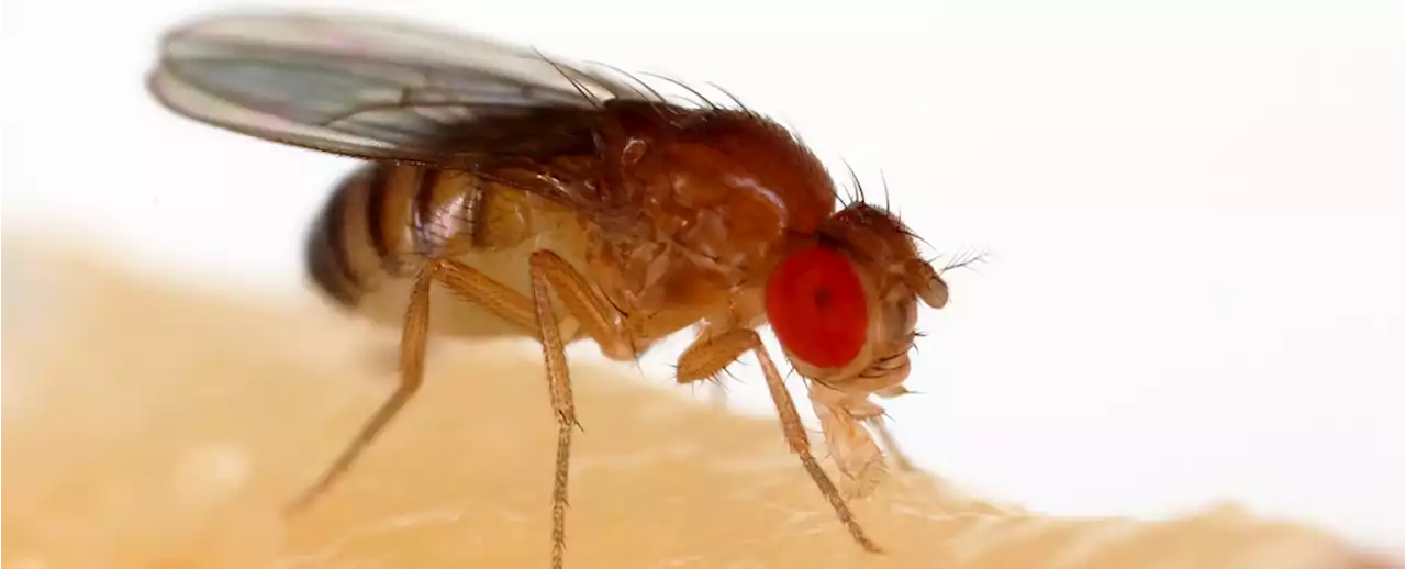 From Kitchen Pest to Scientific Hero: The Tremendous Research Value of Fruit Flies