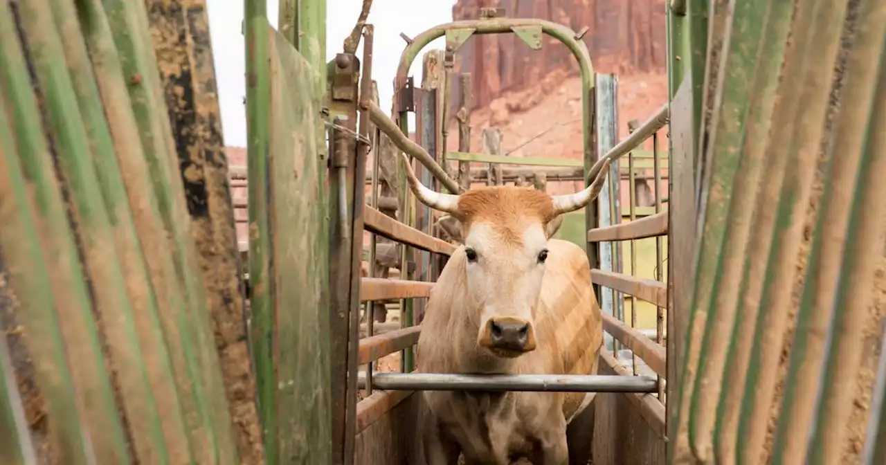 How heritage breeds could rescue ranching