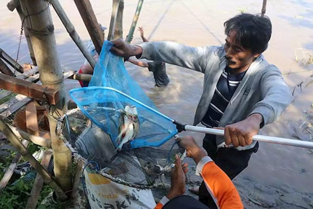 Fenomena Pladu di Bengawan Solo Perlu Diantisipasi agar Tak Ganggu PDAM Solo