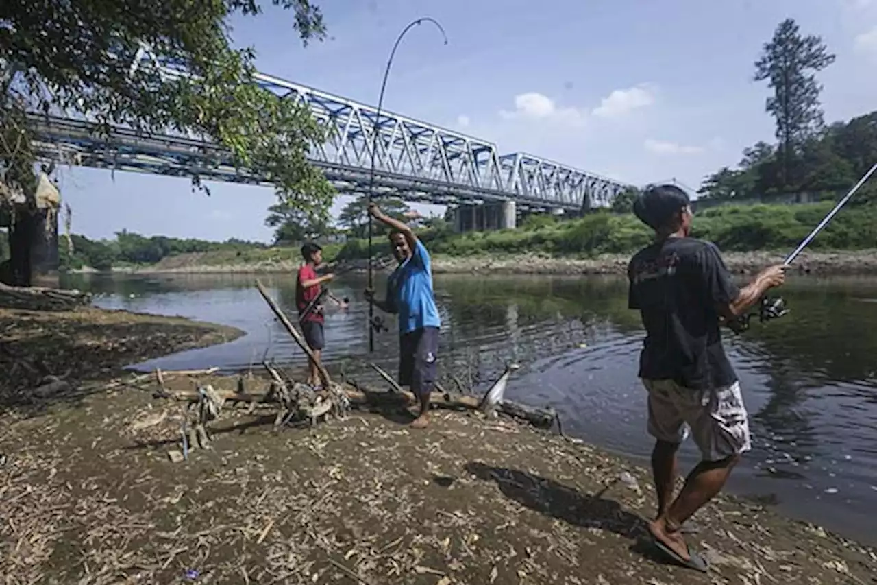 Mengenal Fenomena Pladu, Ikan Mabuk yang Banyak Diburu di Bengawan Solo