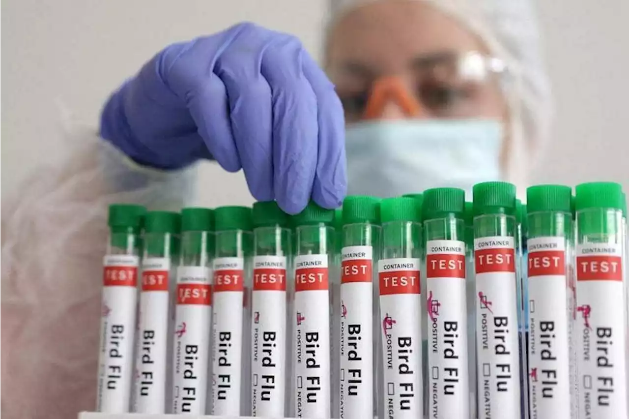 Experts warn bird flu virus changing rapidly in largest ever outbreak