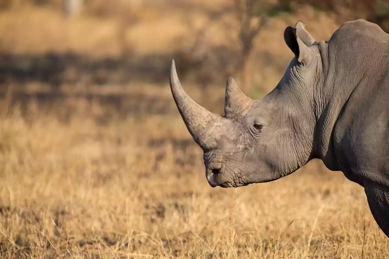 16 suspects appear in court after being bust for illicit rhino horns trade | The Citizen