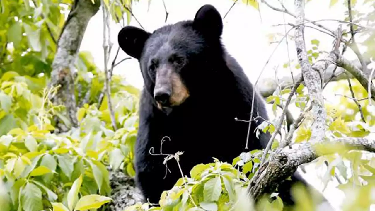 Lawsuit: Connecticut Officials Turned a Bear Into a Spy