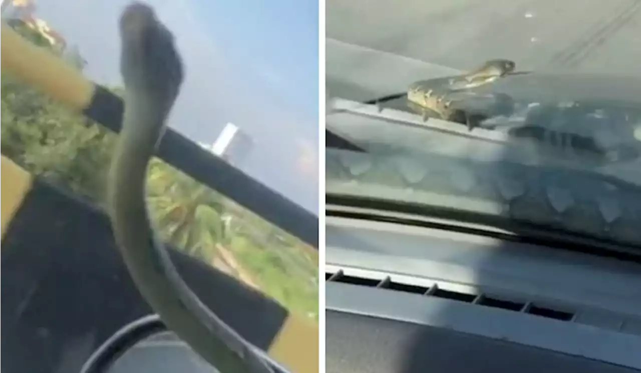 [Watch] Snake Crawls Out of Car Engine While Driving, Causes Panic Among Passengers | TRP