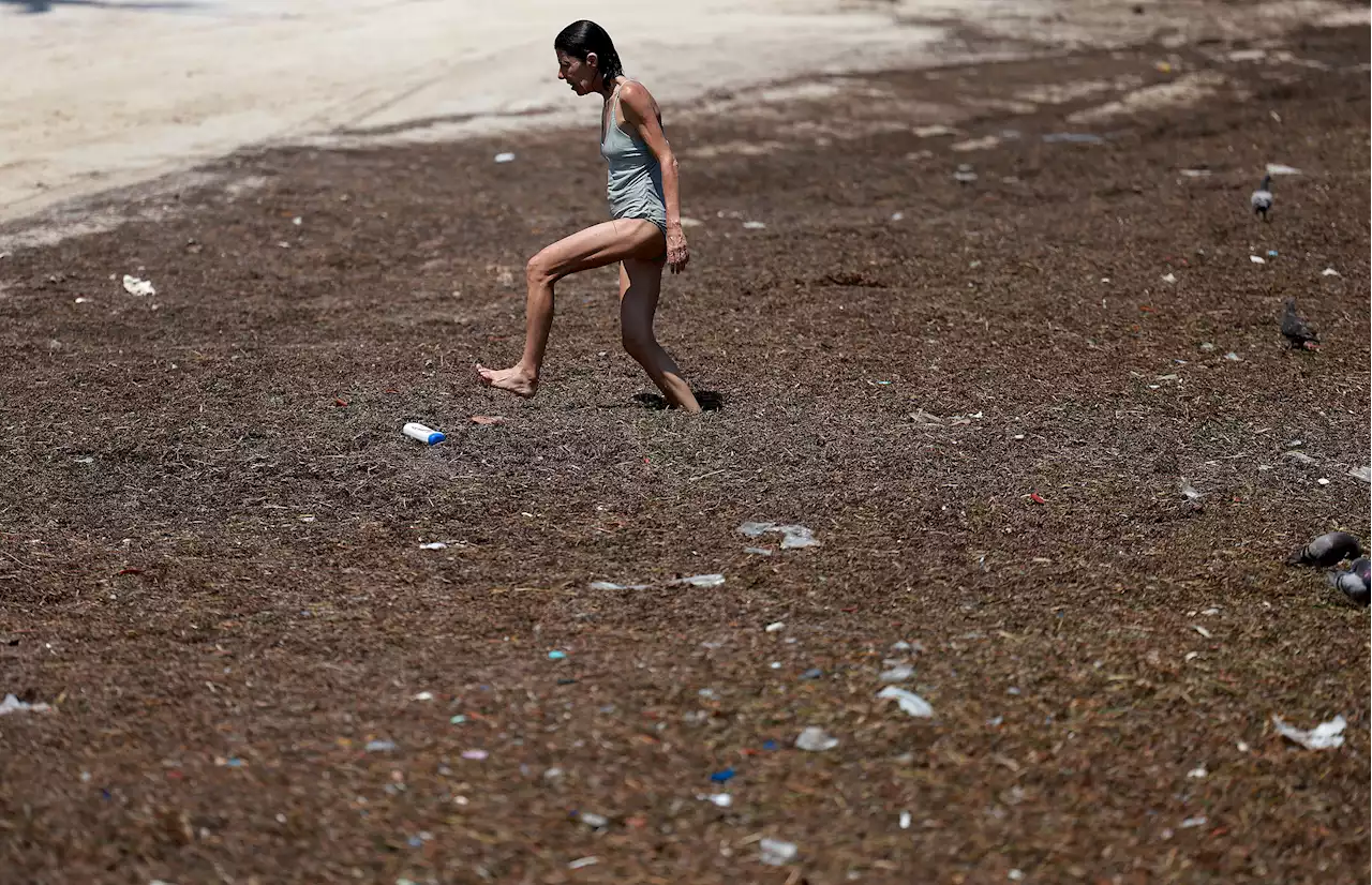 Urgent holiday warning over ‘toxic seaweed covered in flesh-eating bacteria’