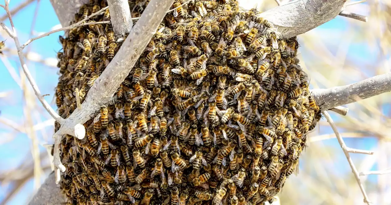 Man, 81, injured during hourslong bee attack that left over 200 stingers in his body