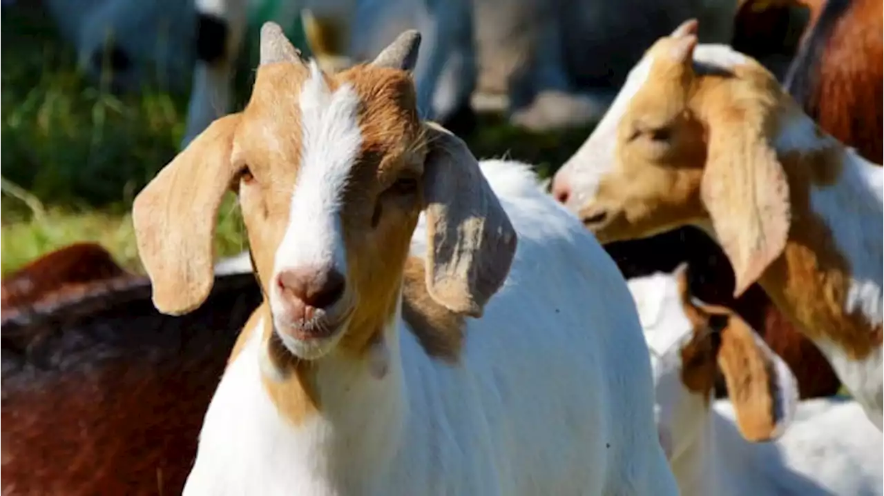 Ini Kata Buya Yahya Hukum Kurban dengan Kambing Betina