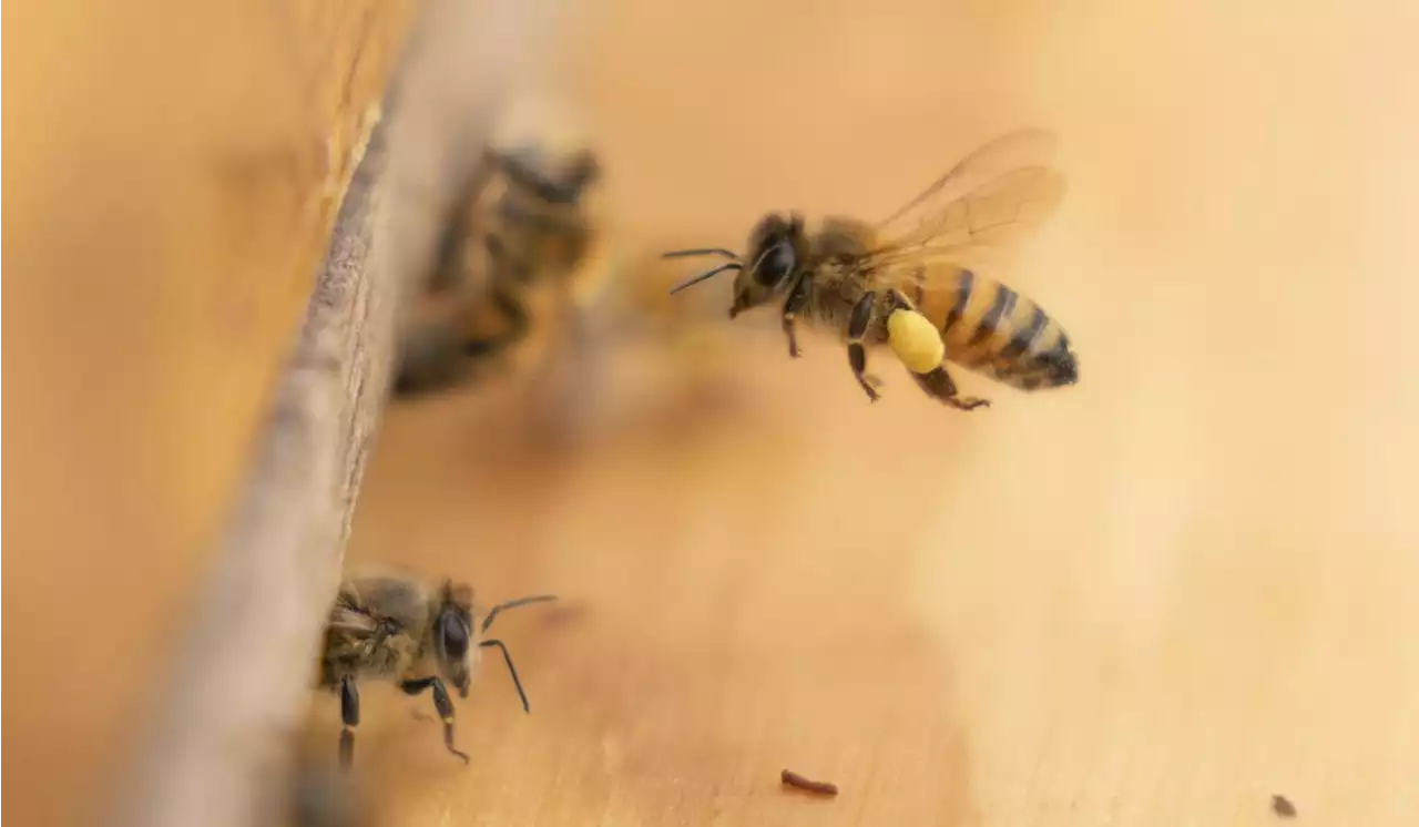 Buzzworthy: Honeybee health blooming at federal facilities across the country