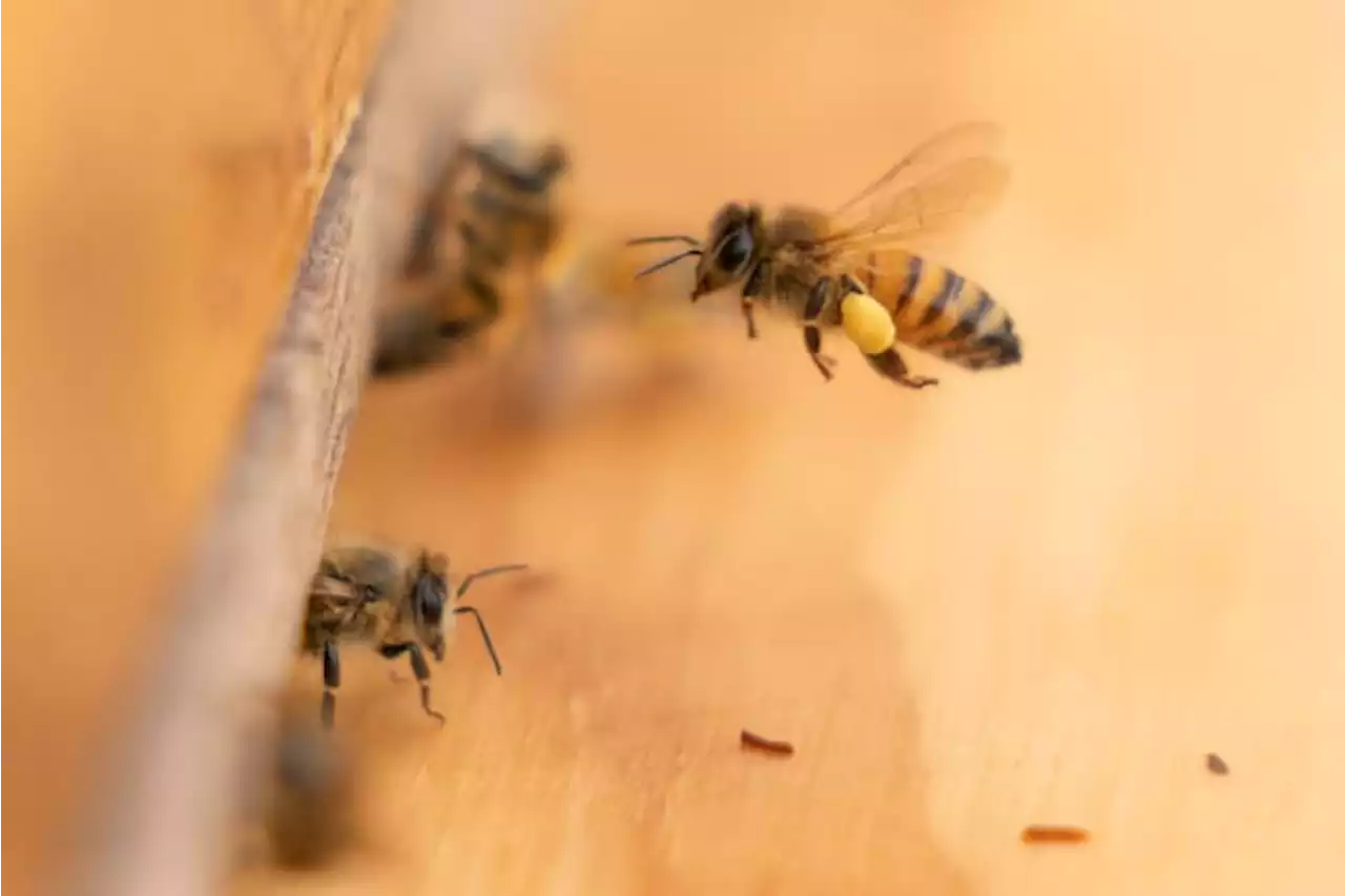 Buzzworthy: Honeybee health blooming at federal facilities across the country