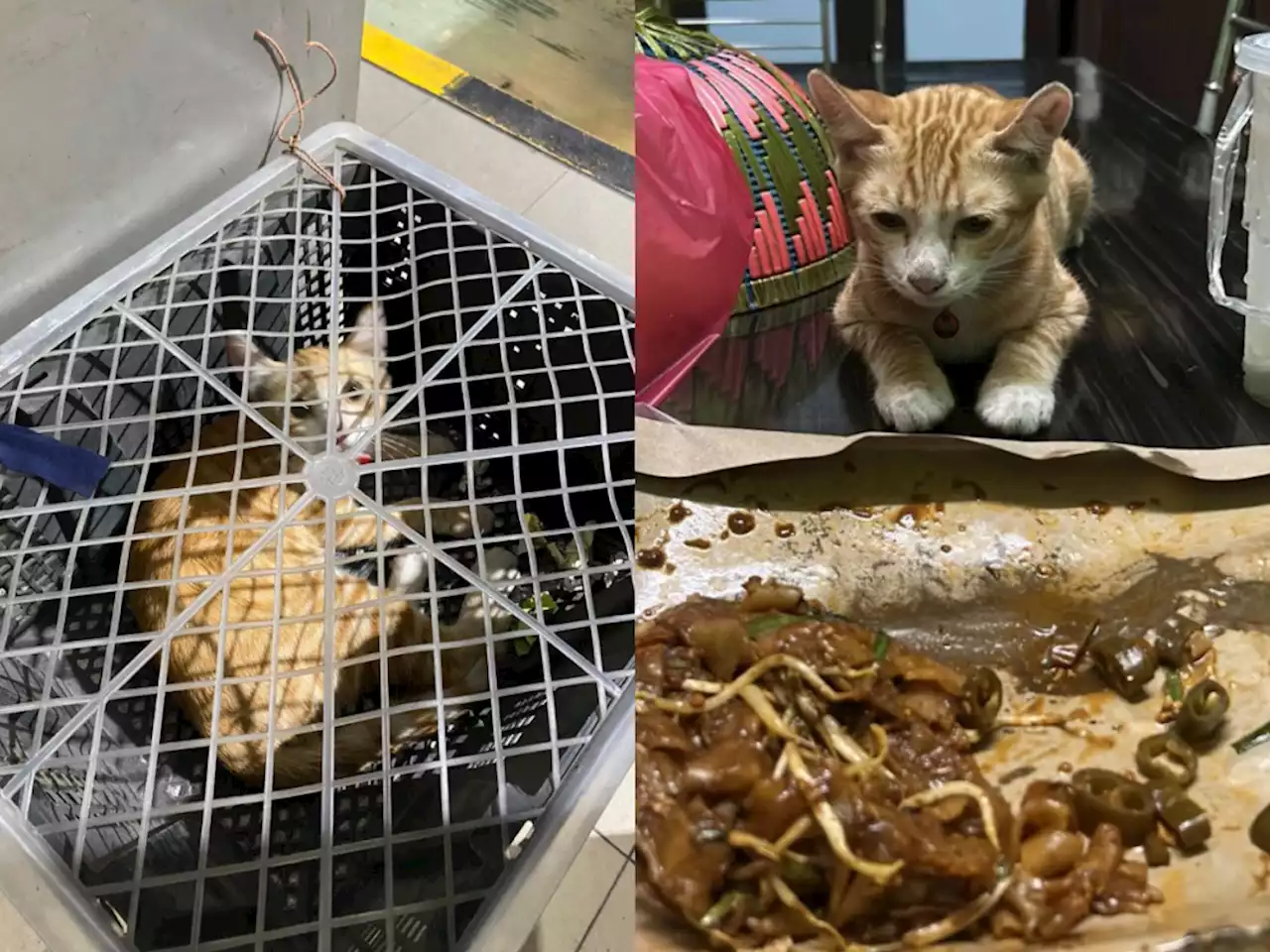 Mischievous cat found in lorry at Johor-Singapore checkpoint, being cared by temporary owner in JB