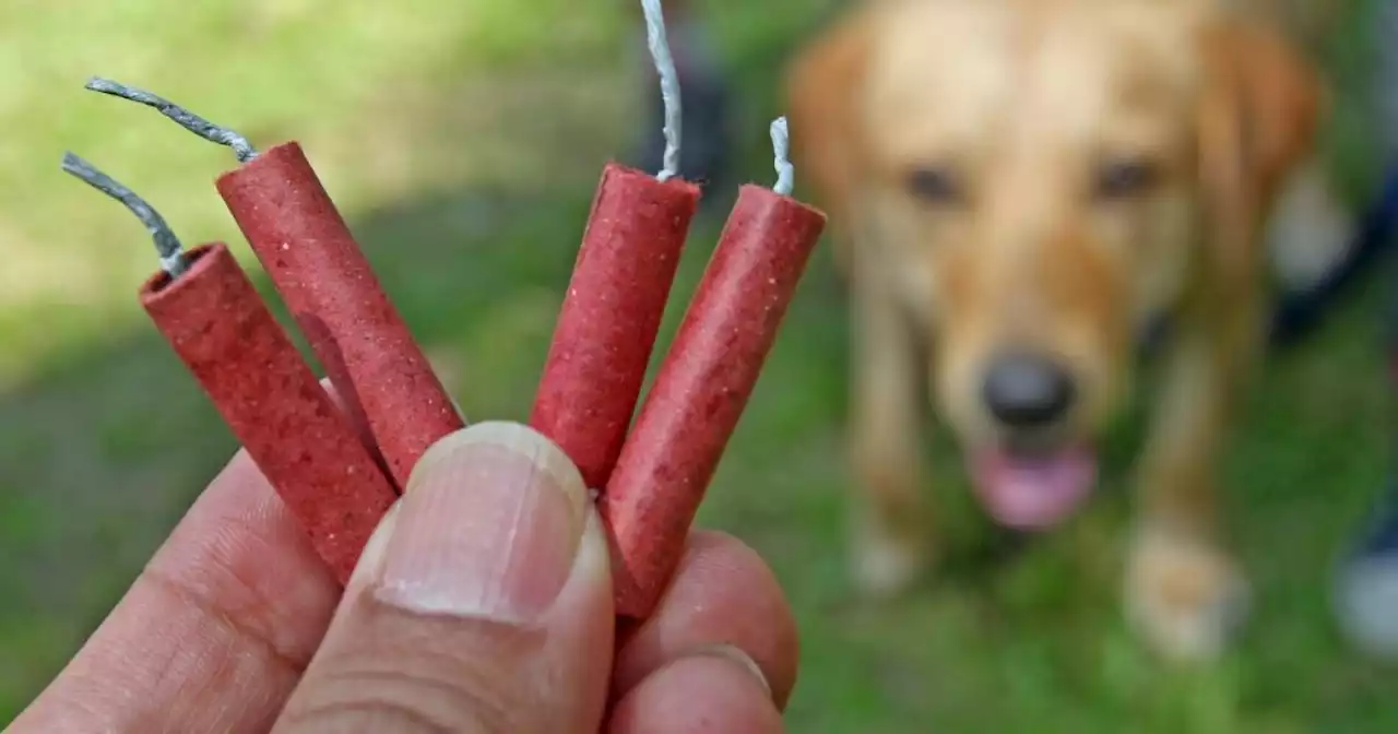 Tips to protect your pets during July Fourth fireworks, celebrations