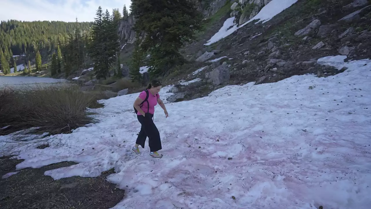 'Watermelon snow' piques curiosities in Utah after abnormally wet winter