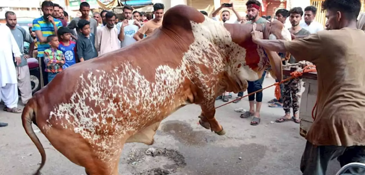 عید قرباں کے دوسرے روز بھی سنت ابراہیمی کی ادائیگی کا سلسلہ جاری