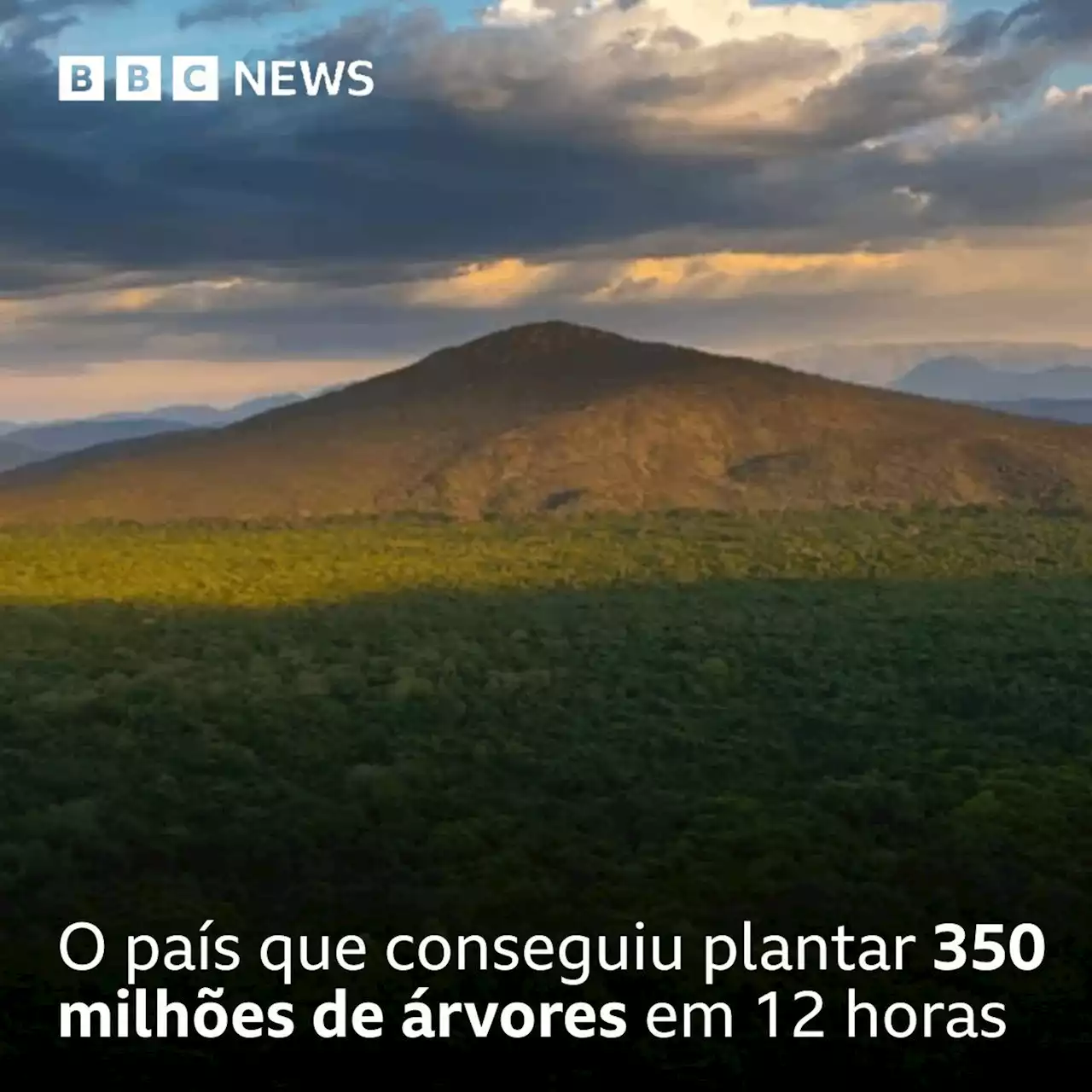 O país que conseguiu plantar 350 milhões de árvores em 12 horas - BBC News Brasil