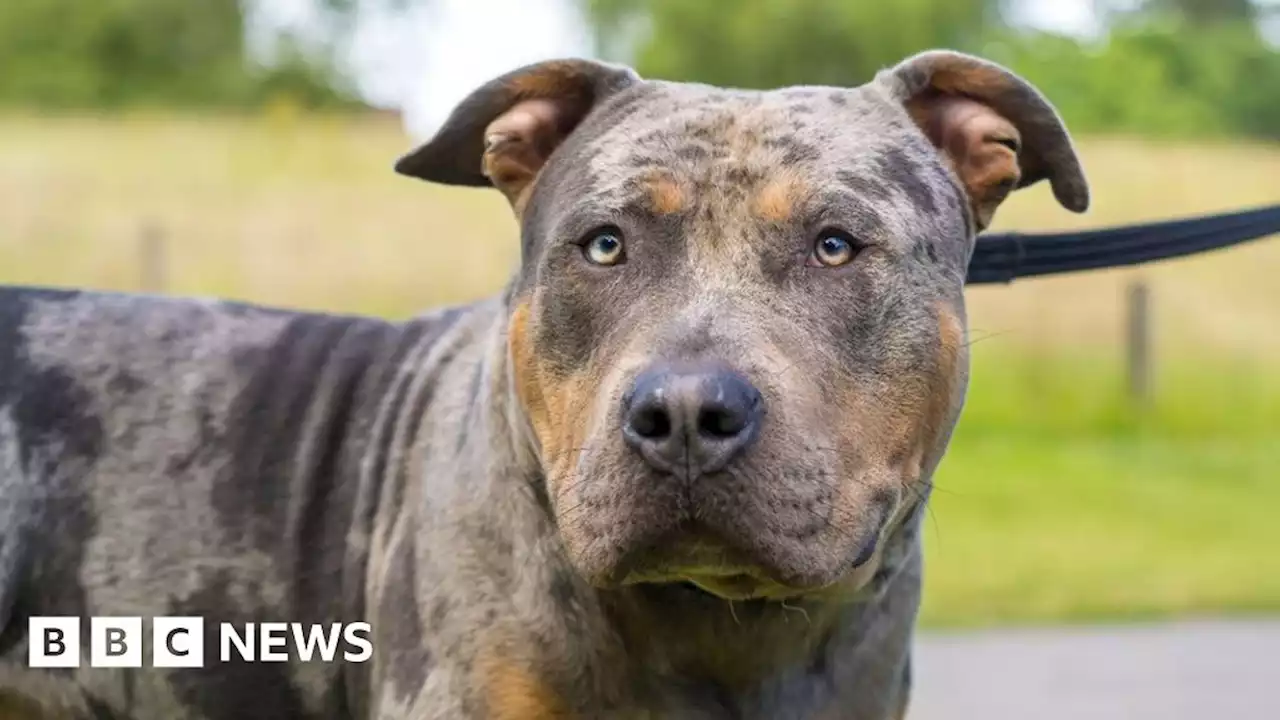 American Bully XL dogs spark South Yorkshire police chiefs' concern