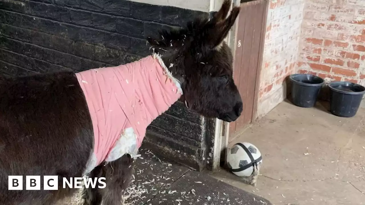 North Yorkshire donkey given new lease of life with pacemaker