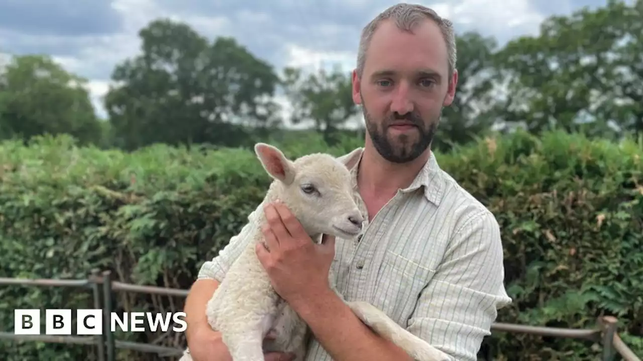 Sheep beheaded with sword on field near Bromsgrove