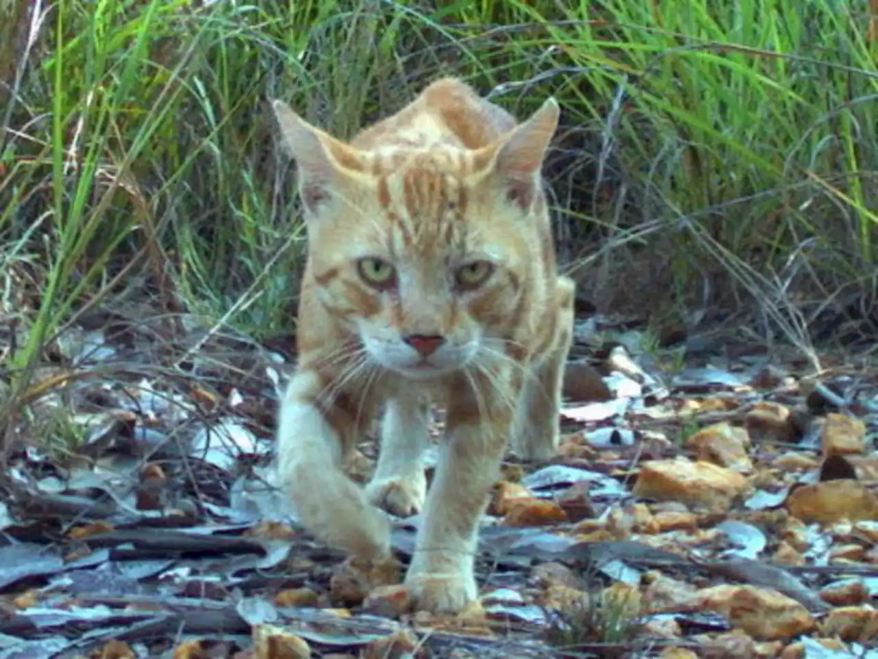 Australia hunting feral cats with lasers that shoot deadly toxic goo