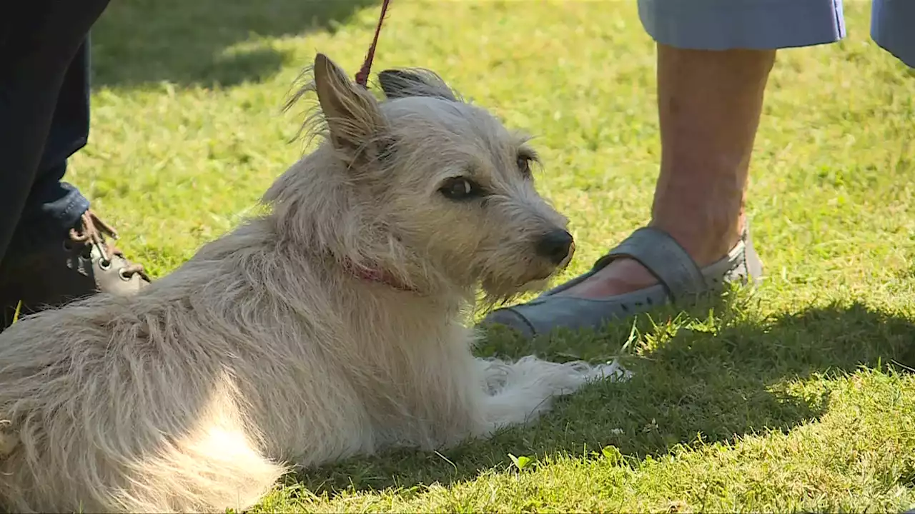 Saanich approves strategy restricting areas for off-leash dogs