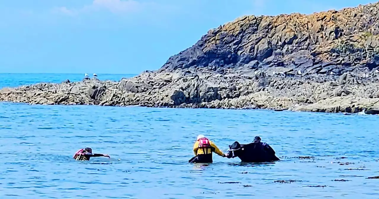 Cows plunge off Scots cliff sparking major rescue as 2 people rush to save them