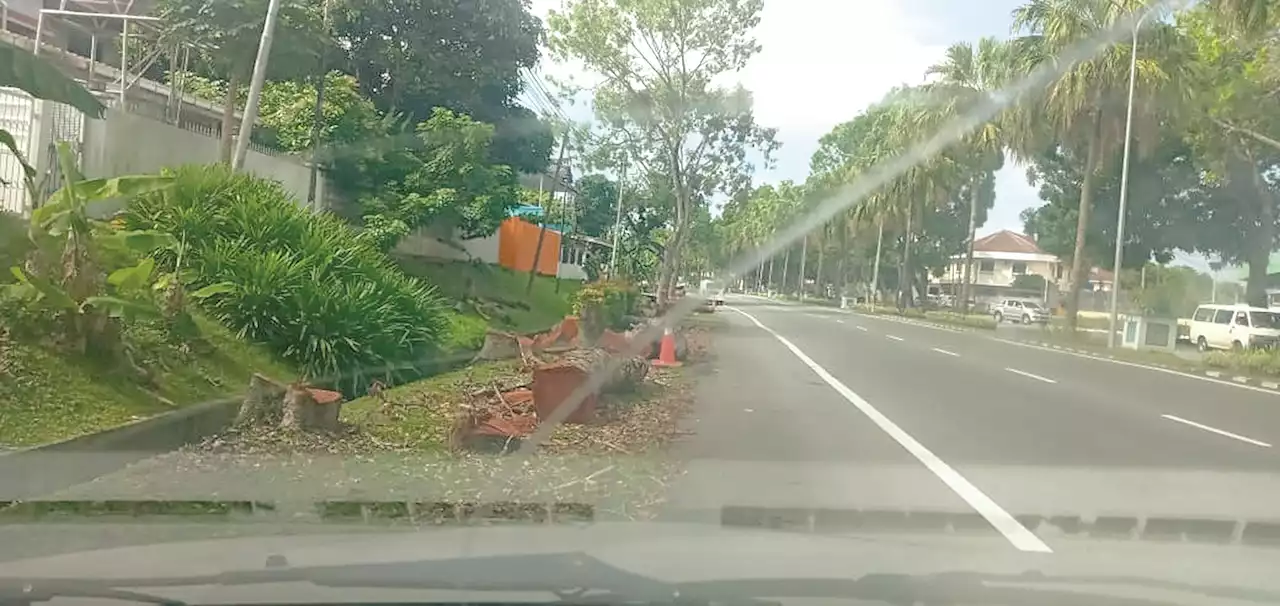 Upset over Labuan Corp’s felling of iconic Mahogany trees